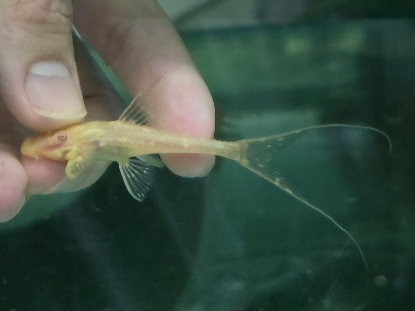 Pleco albino adonis 5-6cm