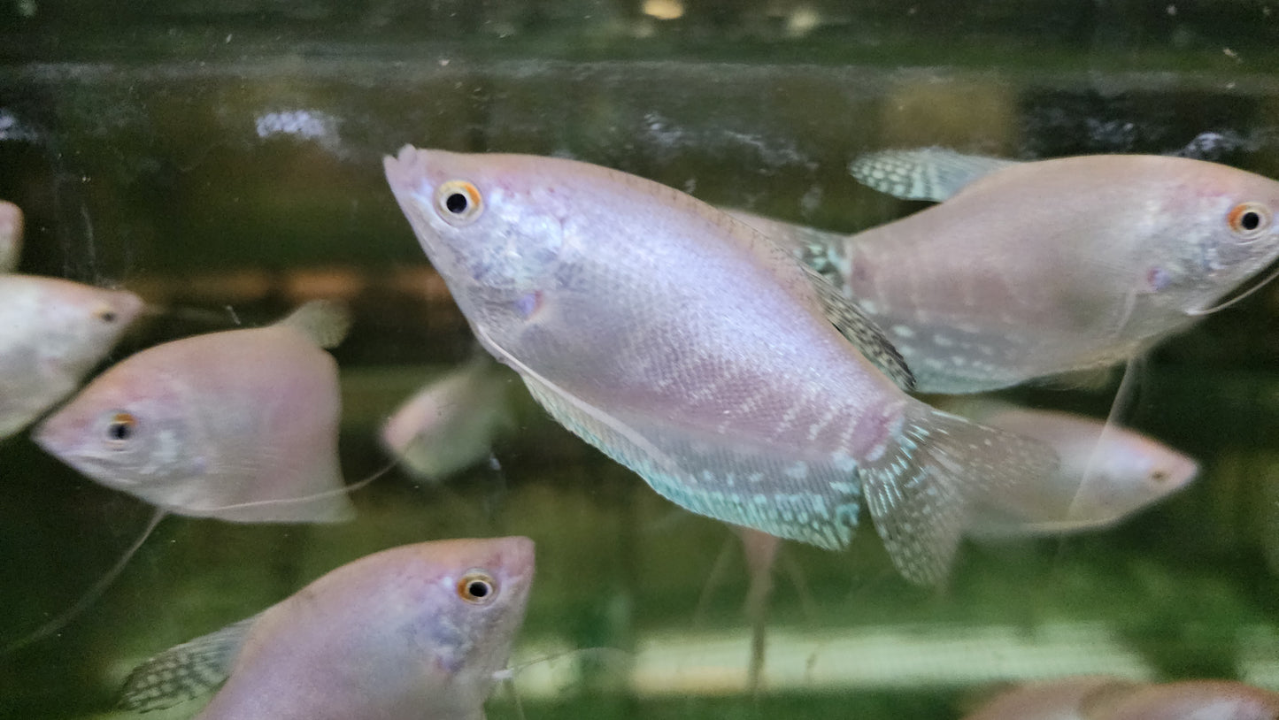 Platinum gourami 4-5cm x 5pc