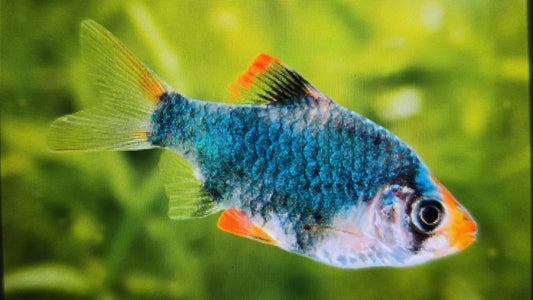 Green Tiger Barb 3cm