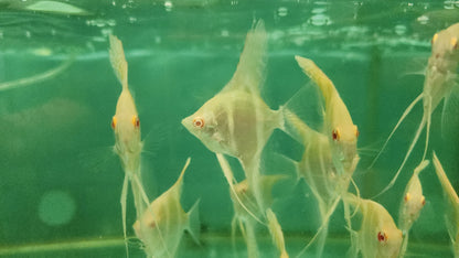 Albino Dantum Angelfish 5-6cm