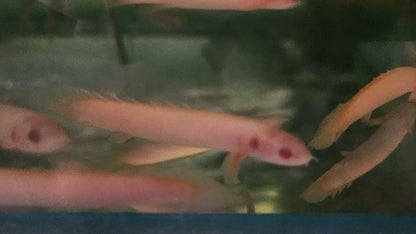 Albino senegalus bichir 6-7cm