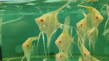 Albino Dantum Angelfish 5-6cm