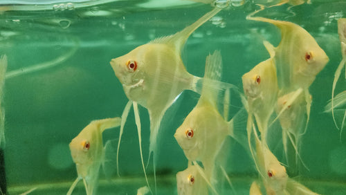 Albino Dantum Angelfish 5-6cm