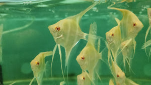 Albino Dantum Angelfish 5-6cm