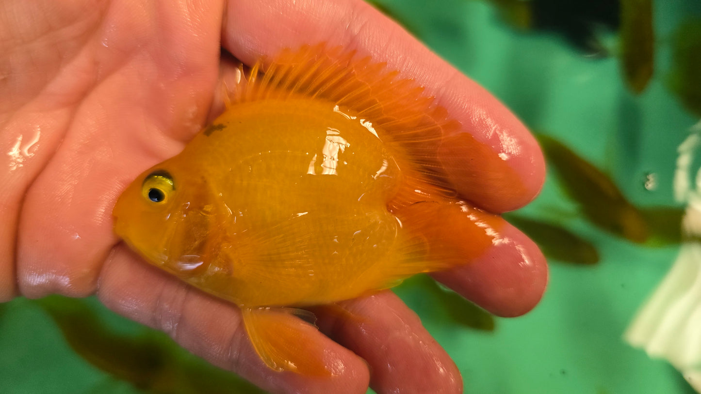 Yellow parrot heart shaped 6-7cm