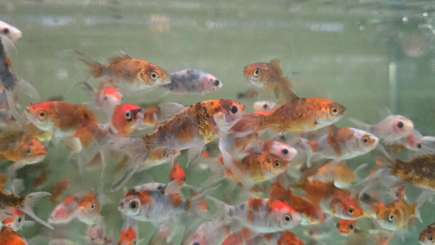 Calico shubunkin goldfish 6-7cm x 5pc