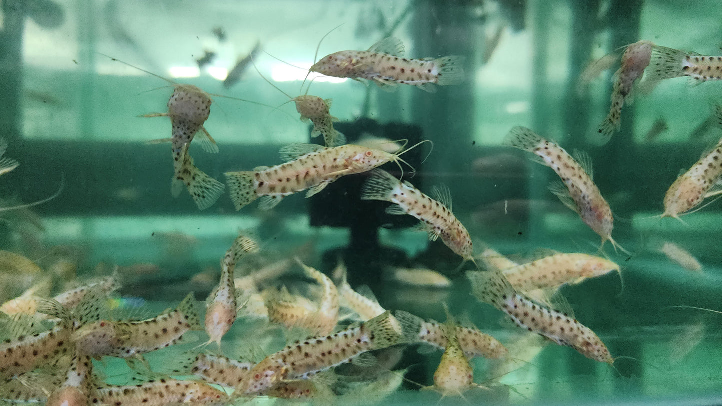 Albino hoplo catfish 5cm