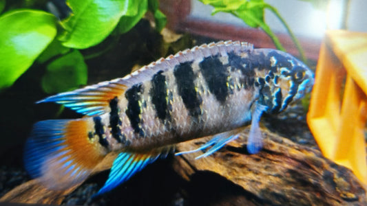Adoketa cichlid 6-8cm
