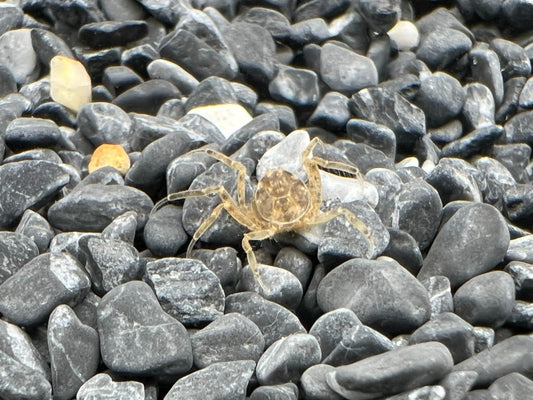 Thai micro-crab 0.8-1.2cm