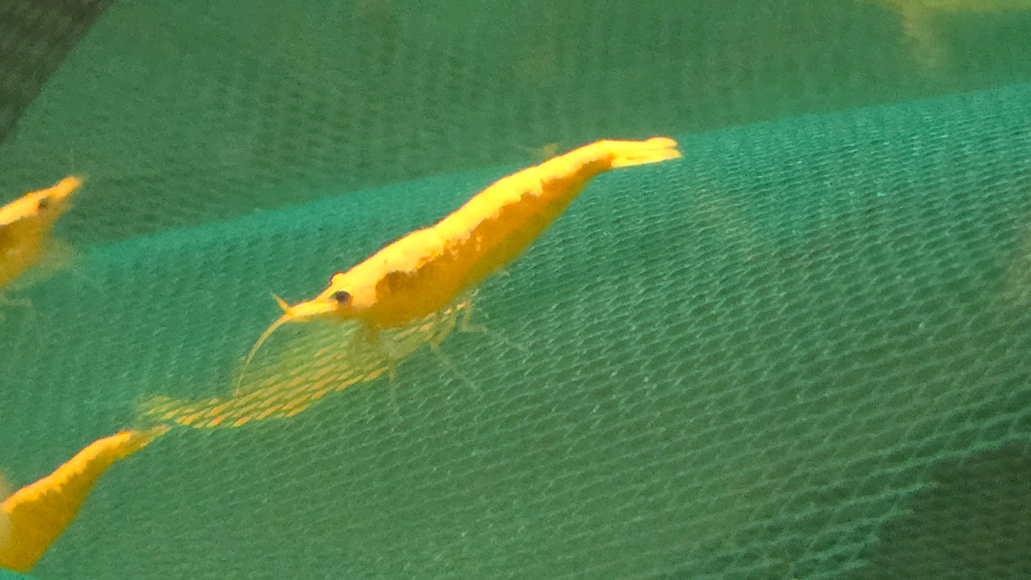 Golden back shrimp 1-1.5cm X 5pc