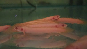 Albino senegalus bichir 6-7cm