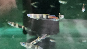 Clown killie fish 1cm x 5pc