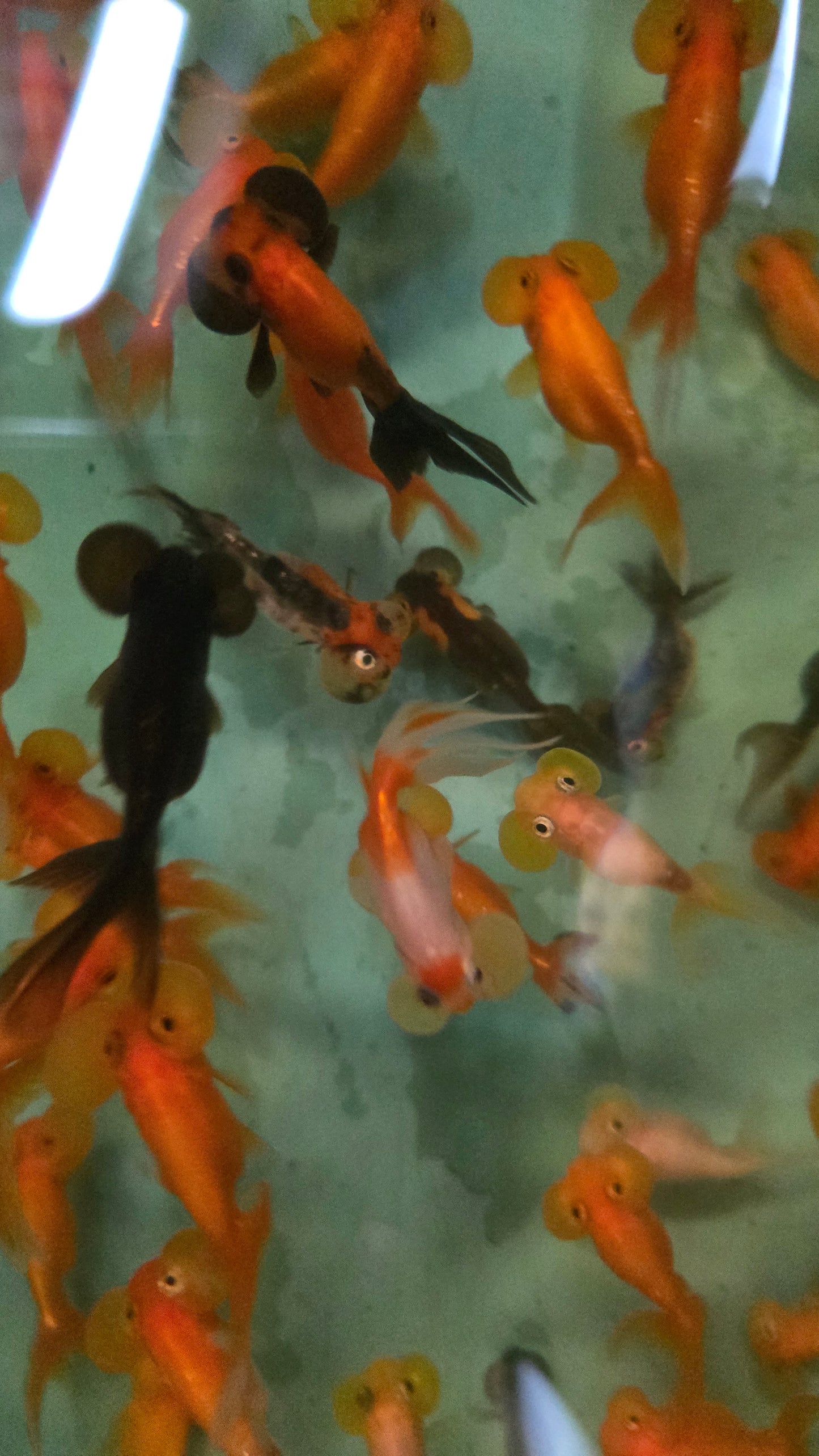 Assorted bubble eye goldfish 5-6cm x 5pc