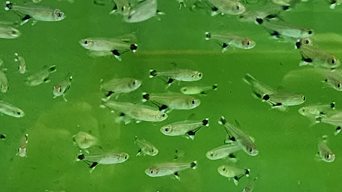 White spot tetra 2cm x 5pc