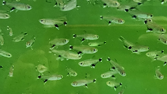 White spot tetra 2cm x 5pc