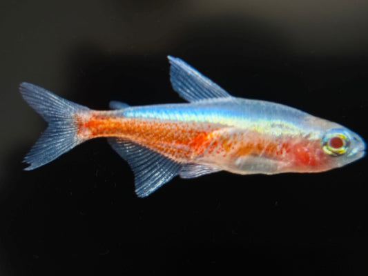 Albino cardinal tetra 2.5cm x 5pc