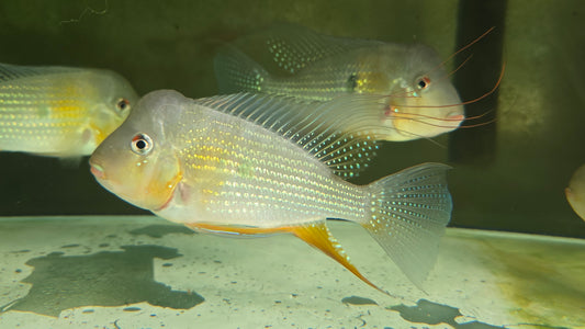 Acarichthys Heckelii 12-15cm