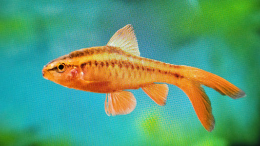 Longfin Cherry Barb 3cm