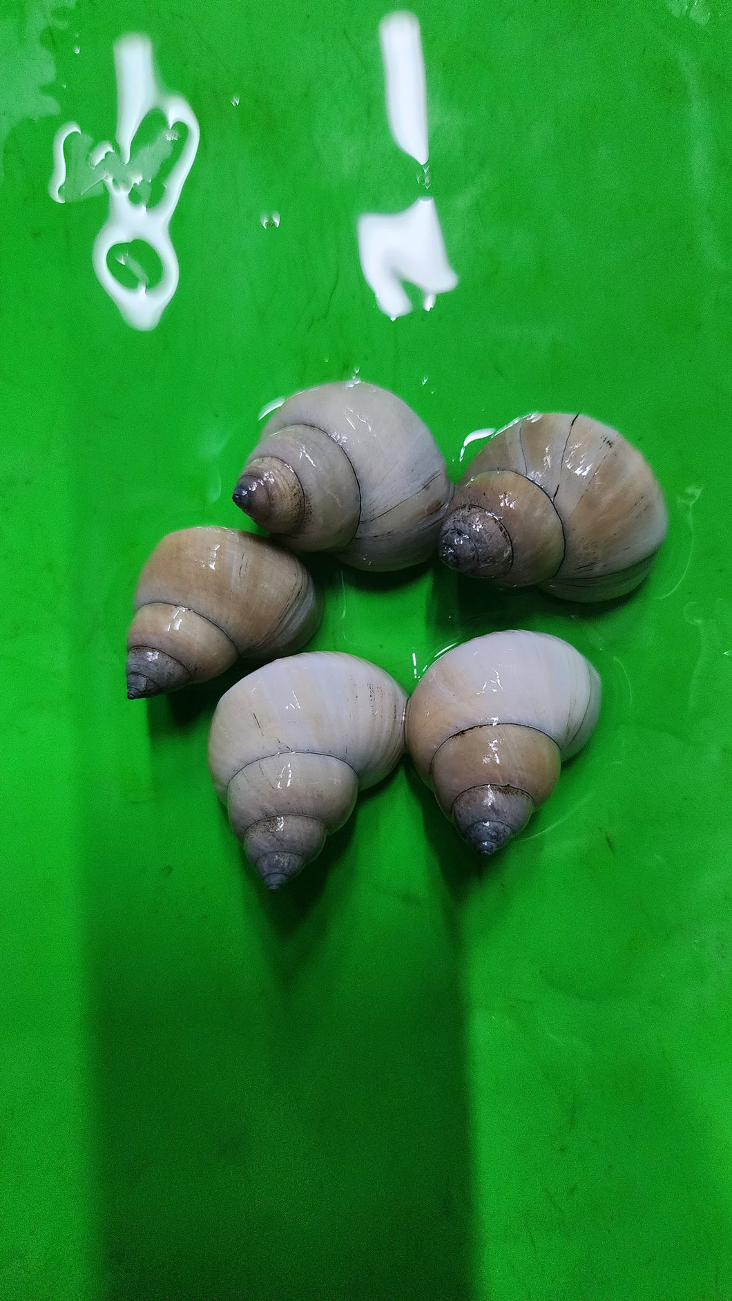 White wizard snails 3cm x 5pc