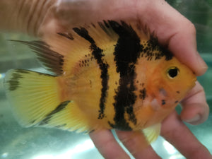 Shortbody yellow tiger parrot 10-12cm