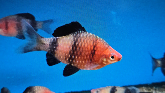 Black ruby barb 3cm