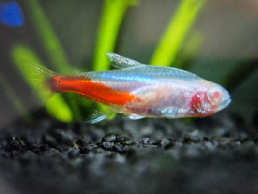 Albino neon tetra 2.5cm x 5pc