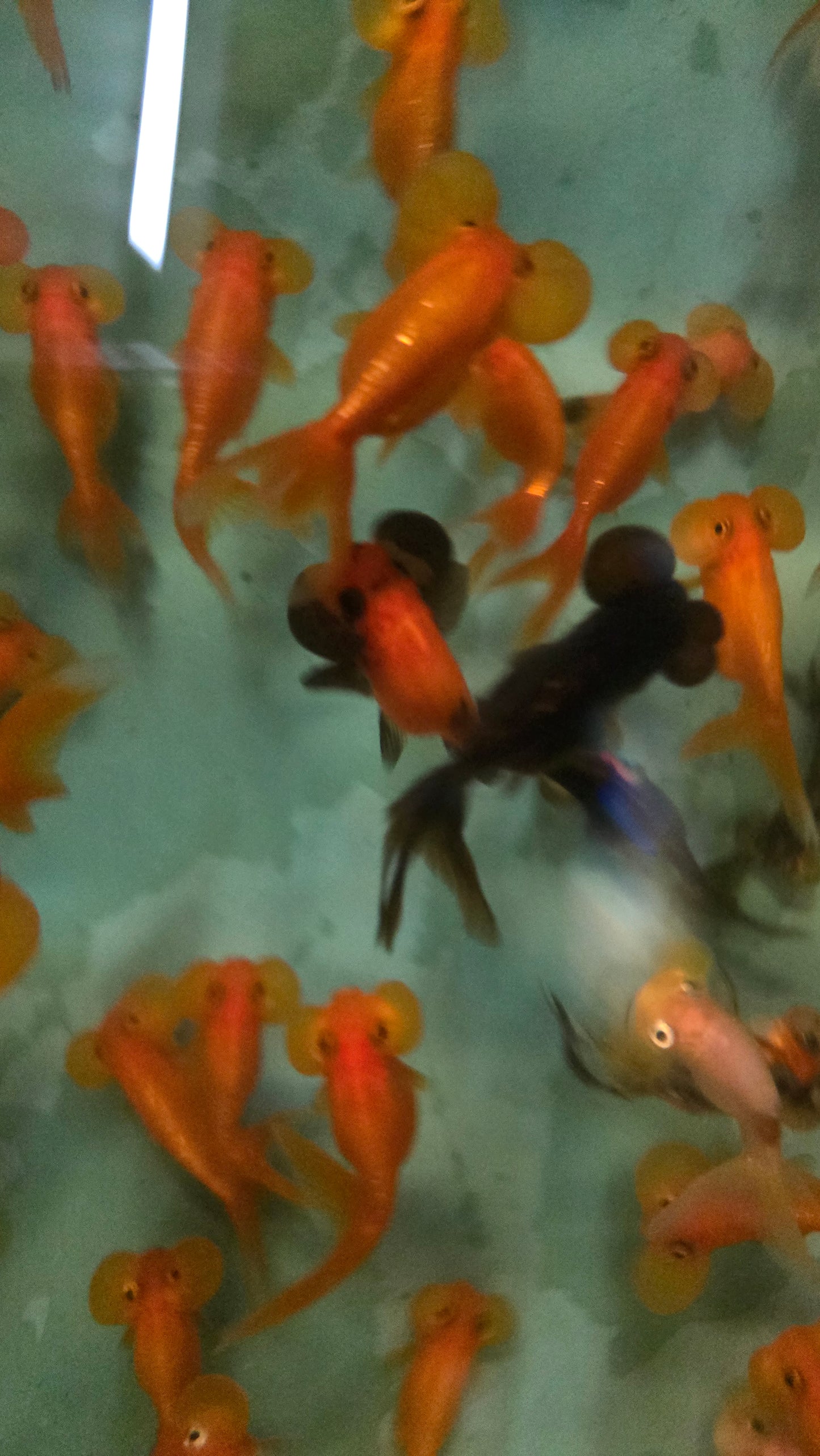 Assorted bubble eye goldfish 5-6cm x 5pc