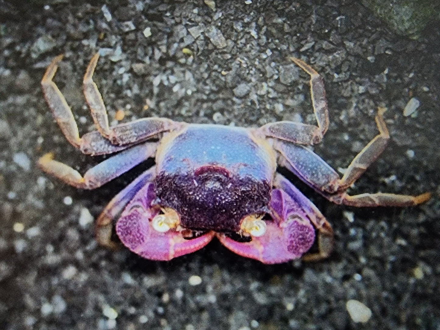 Violet vampire crab 2cm x 5pc