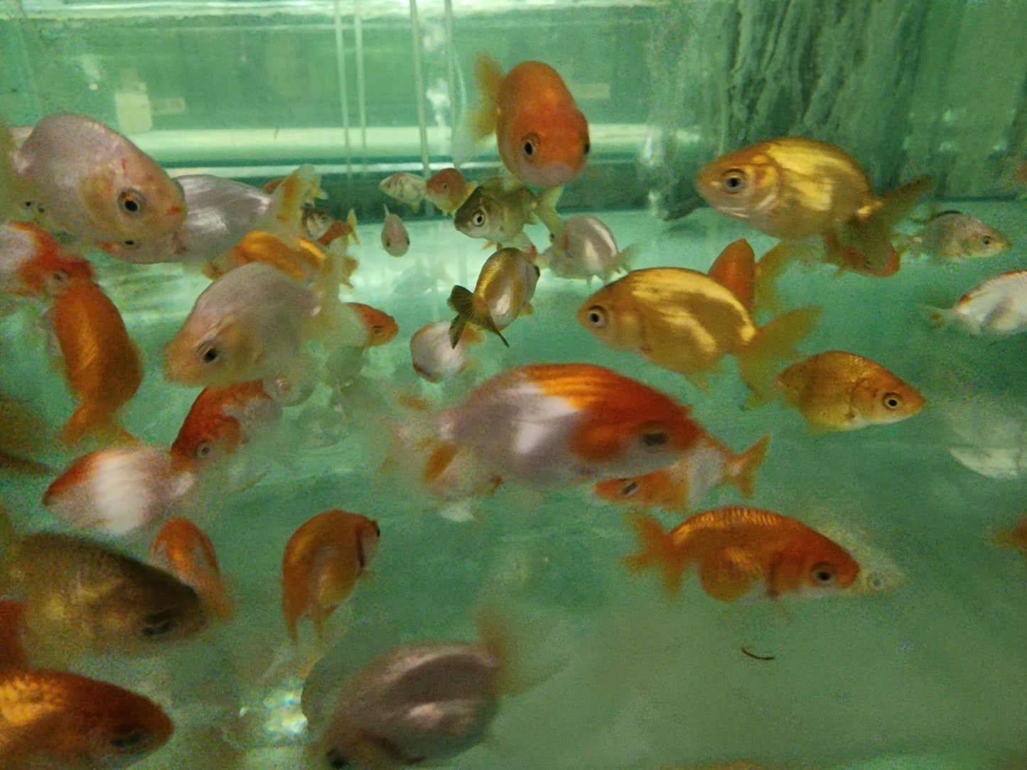 Assorted Ranchu 5cm x 5pc