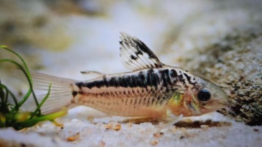 Corydoras elegans 3cm