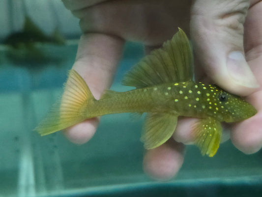 L200 green phantom pleco 6-8cm