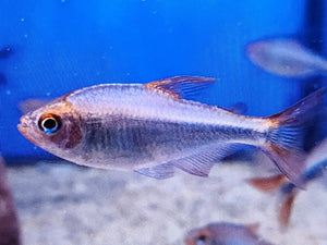 Blueberry tetra 2.5cm