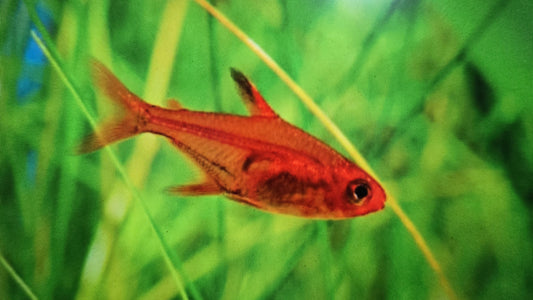 Ember tetra 2cm
