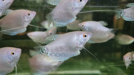 Platinum gourami 4-5cm x 5pc