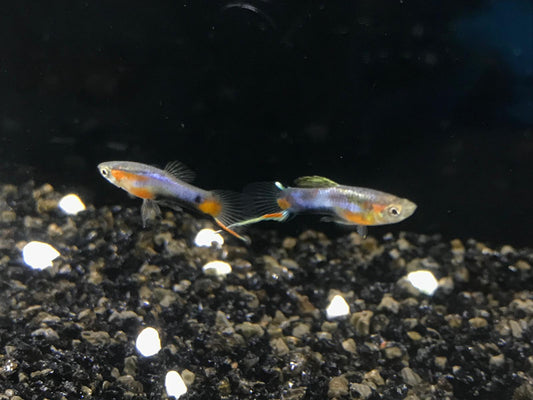 Blue red star endler guppy male 1.5cm x 5pc