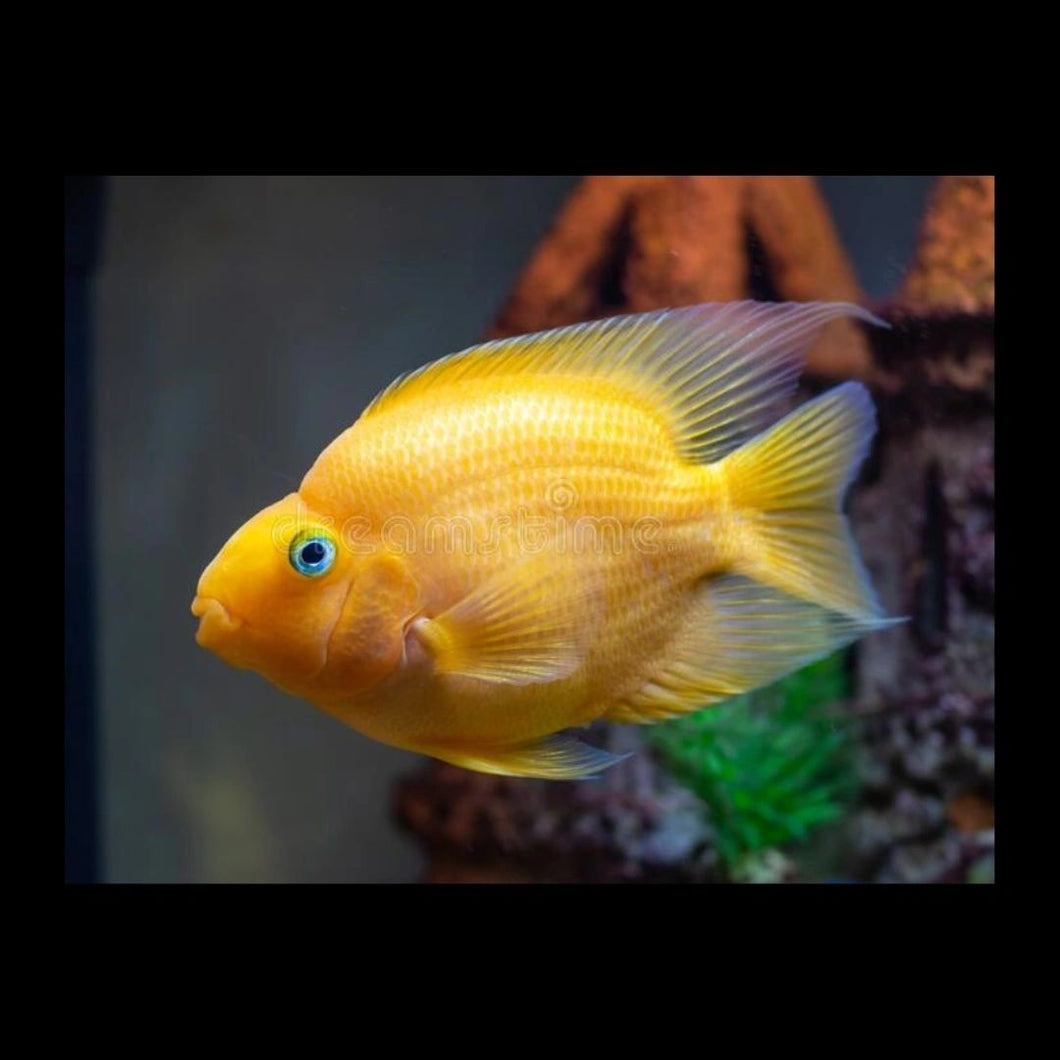 Yellow parrot 6-7cm x 5pc