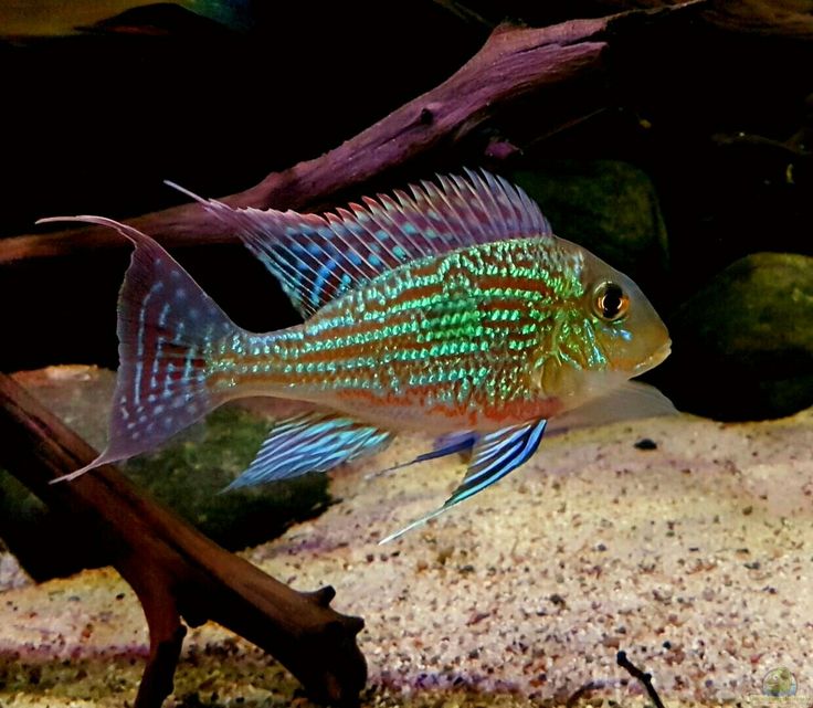 Geophagus Sveni 2" & 4"