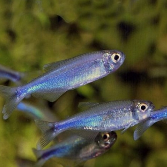 Blue King tetra 2.5cm x 5pc