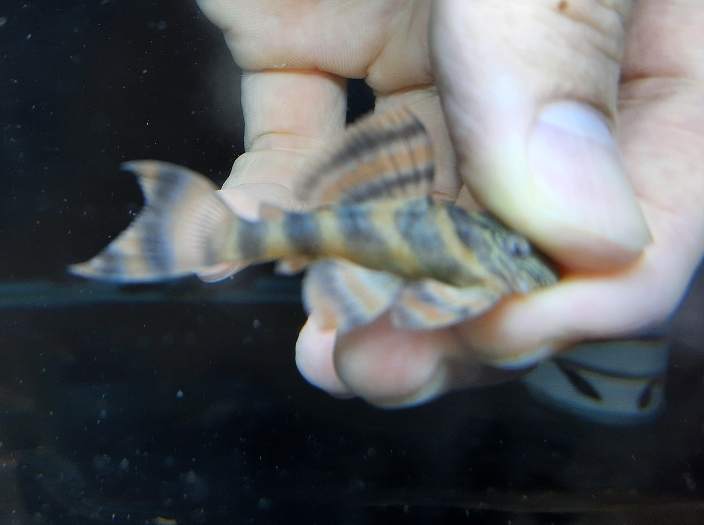 Pleco L397 red tiger 4.5-5cm