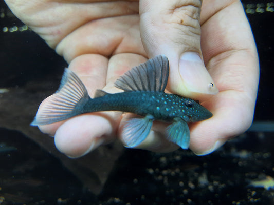 Pleco L128 5-6cm