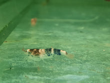 Load image into Gallery viewer, Bee shrimp 1-1.5cm X 5pc