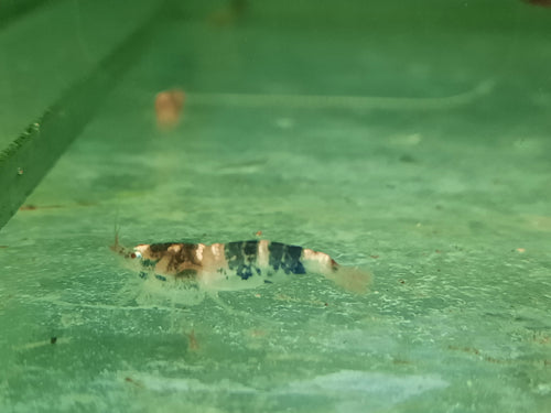 Bee shrimp 1-1.5cm X 5pc