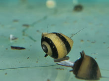 Load image into Gallery viewer, Bumblebee horned snail x 5pc