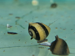 Bumblebee horned snail x 5pc