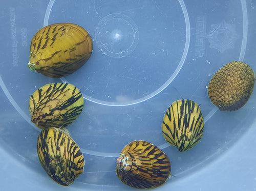 Abalone snails x 5pc