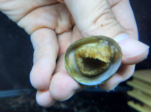 Abalone snails x 5pc