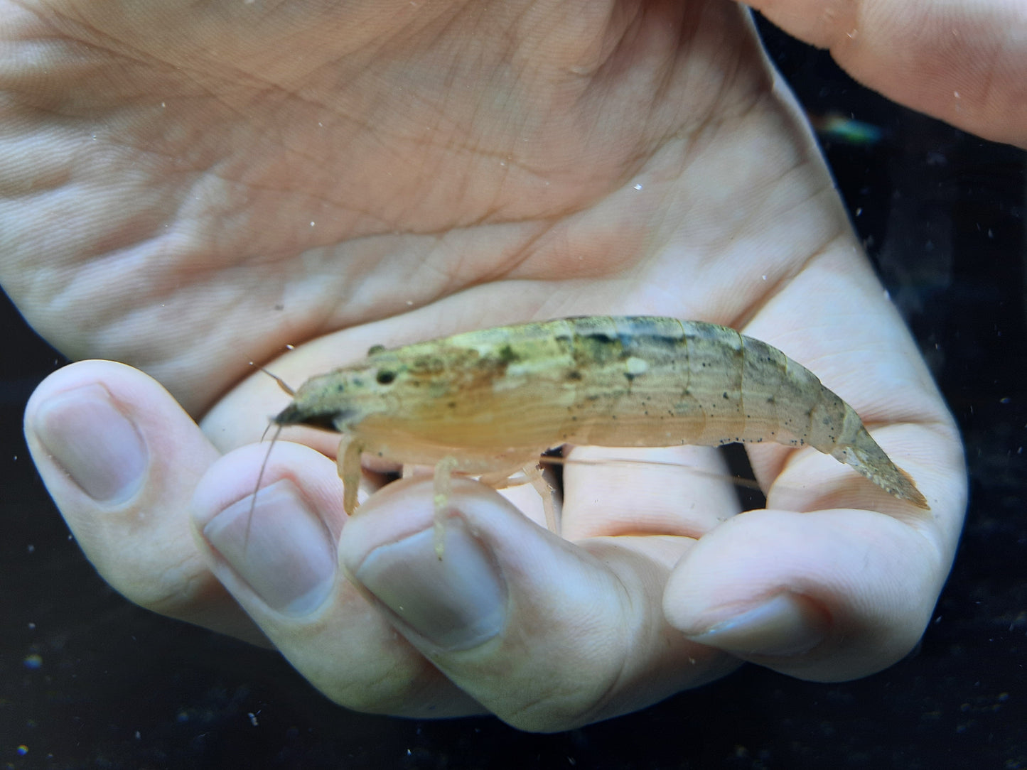 Bamboo Shrimp 6-7cm X 5pc