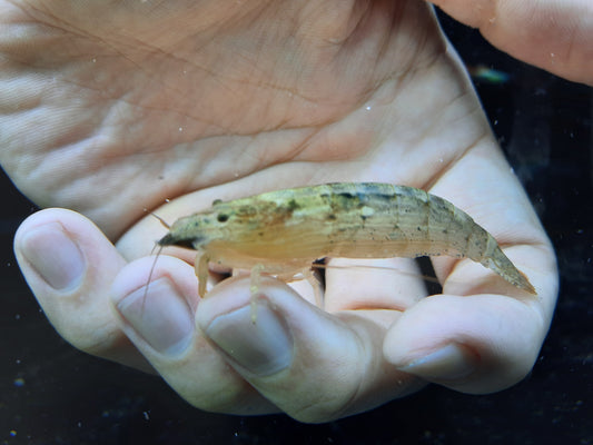 Bamboo Shrimp 6-7cm