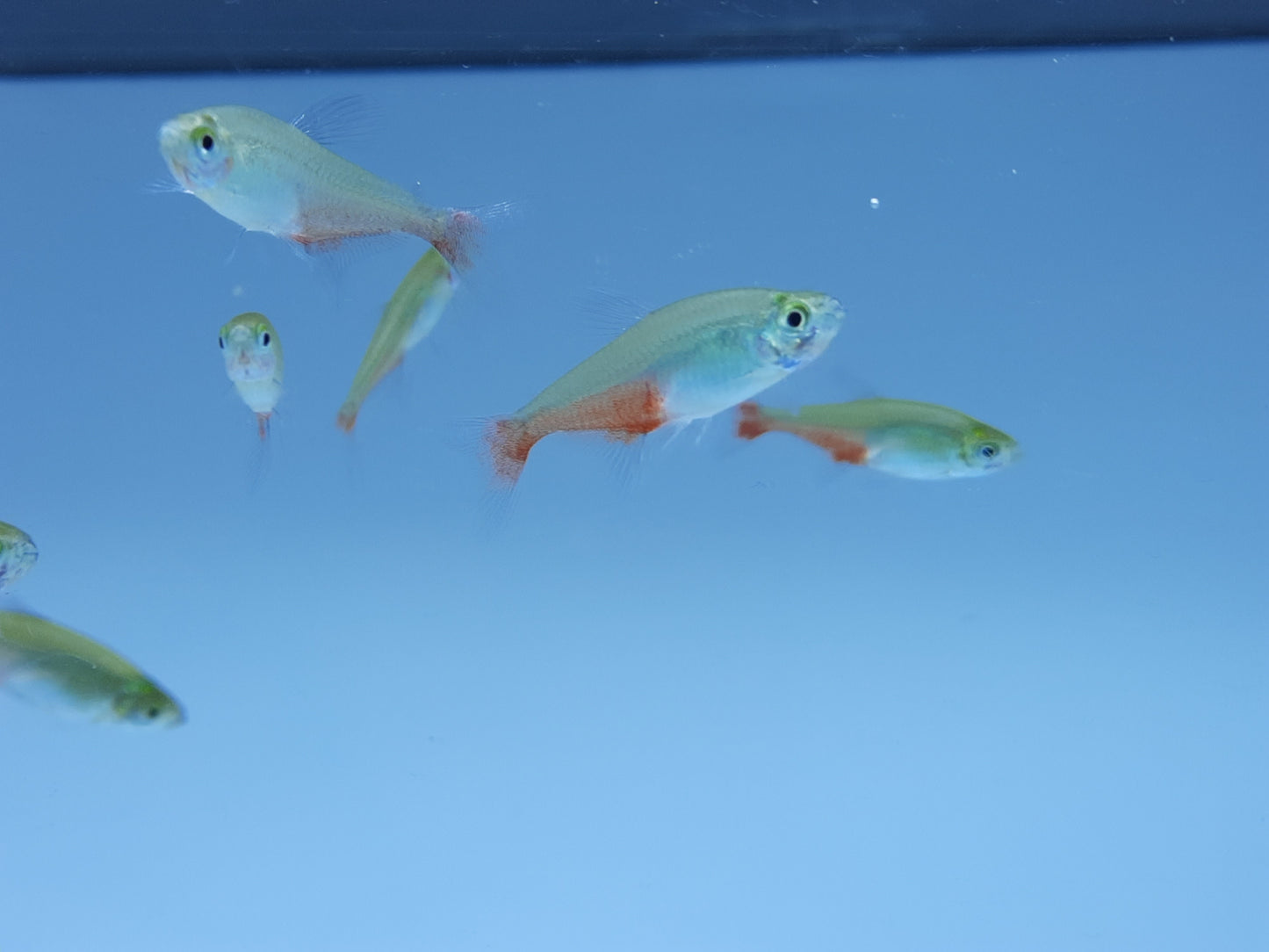 Green fire tetra 2cm X 5pc