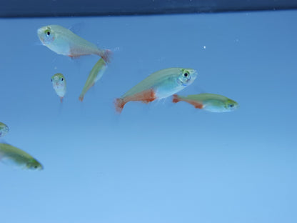 Green fire tetra 2cm X 5pc